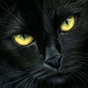 Meet your Posher, Rose